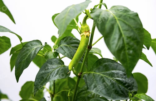 Preview: Homegrown Green Chilli Pepper.