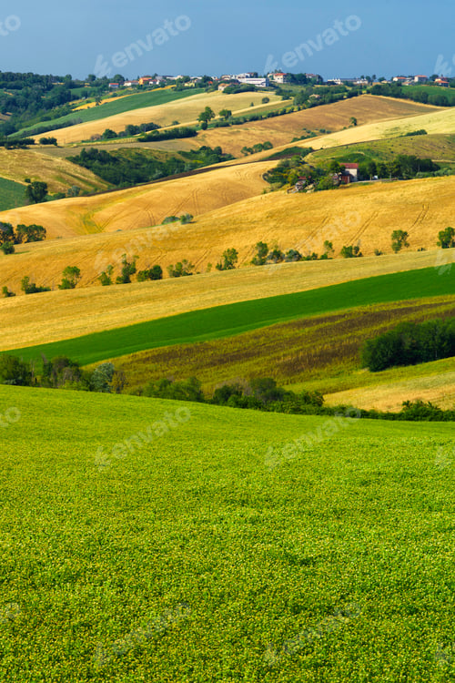 Preview: Rural landscape near Ostra Vetere and Cingoli, Marche, Italy