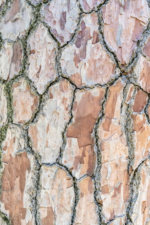 Vorschau: Natürlicher Hintergrund mit der Textur der Rinde eines echten Baumes.