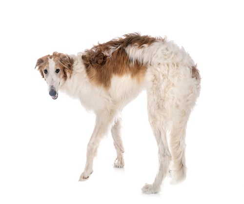 Preview: borzoi in studio