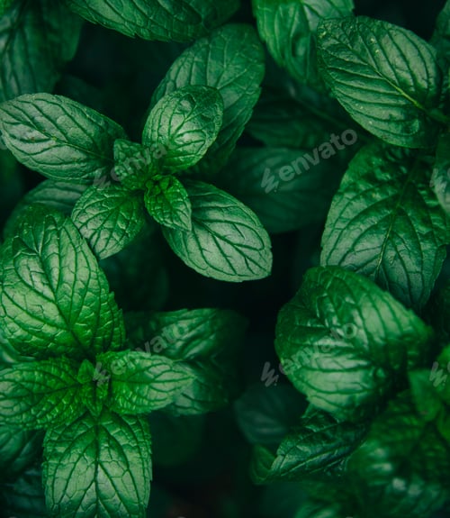 Preview: Green mint leaves pattern layout design.