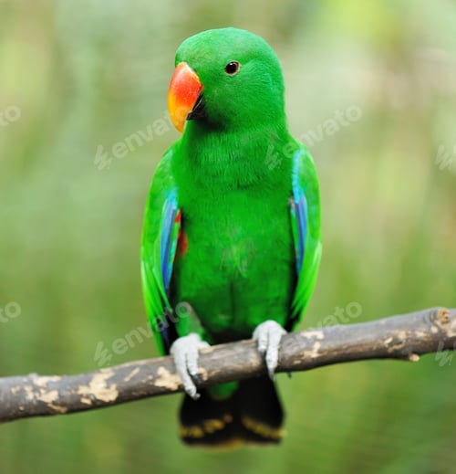 Preview: Parrot bird
