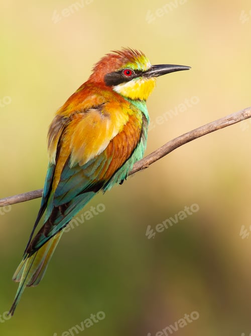 Preview: European bee-eater. A bird sits on a dry branch. The bird is beautifully lit by the morning sun