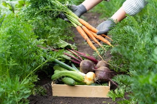 Preview: Fresh farm vegetables, gardening, farm, vegetable garden, organic products, beets, cucumbers