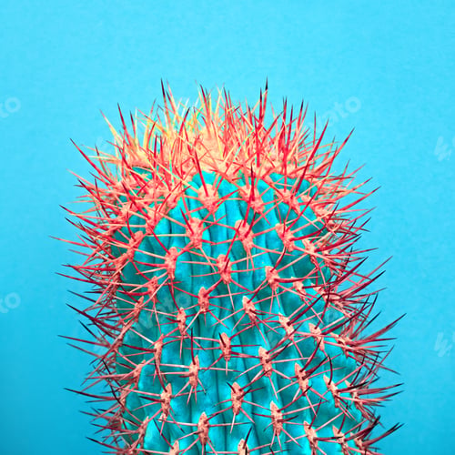 Preview: Cactus