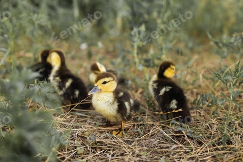 Preview: Small baby ducklings in the green grass. group of little yellow ducklings.