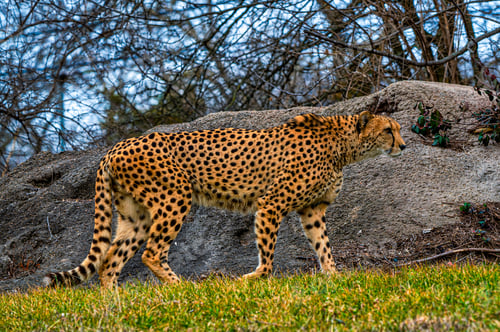 Preview: Cheetah walking in a field with a rock and dense tree branches in the background