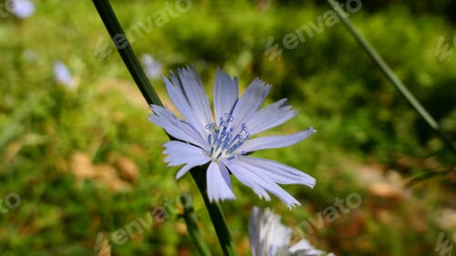 Preview: Delicate Blue Wildflower in Sunny Meadow