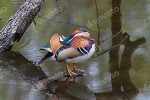 Preview: Mandarin duck on a branch over water