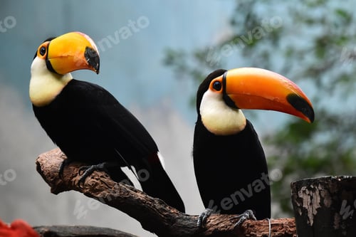 Preview: toucan, bird, colours, tropics