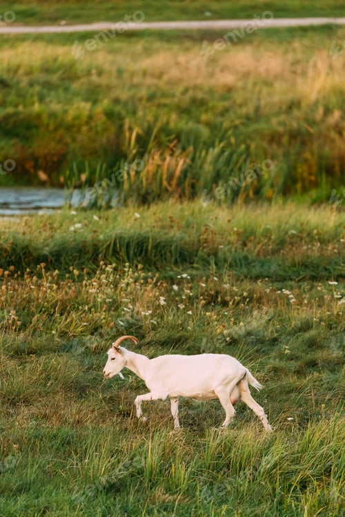 Preview: Goat Walking In Green Summer Grass On A Sunny Evening. Goat Eati