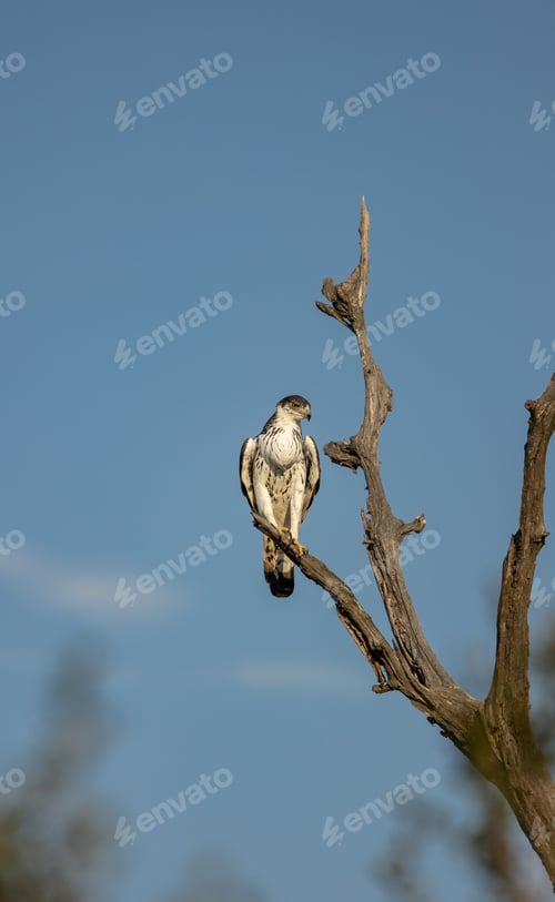 Preview: An African hawk eagle, Aquila spilogaster, perched on a dead tree.