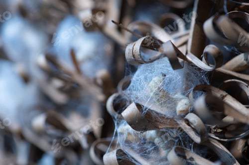 Preview: cocoon