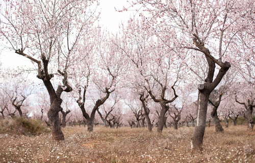 Preview: lane of almond trees orchard with pastel pink blossoms in spring