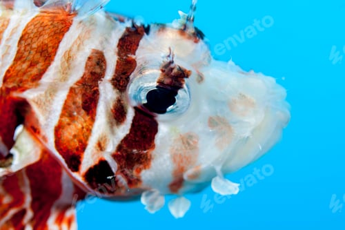 Preview: Underwater view of zebra lionfish (dendrochirus zebra) at Palmerston Atoll, Cook Islands