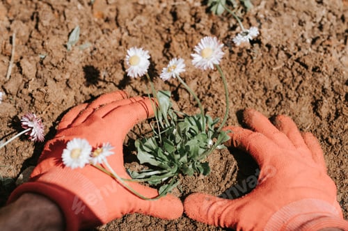 Preview: male hands man gardener farmer plants daisy wildflowers suburban homestead countryside village