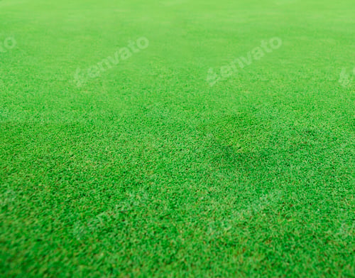 Preview: Green Field Texture close up