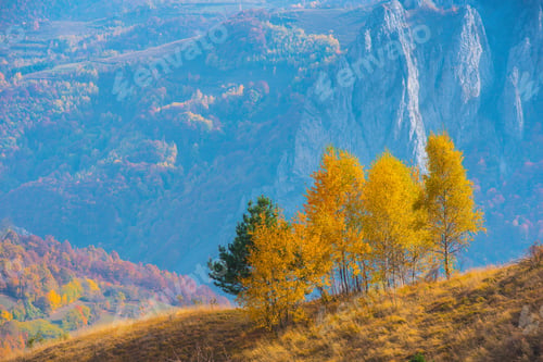 Preview: Birch trees in the autumn
