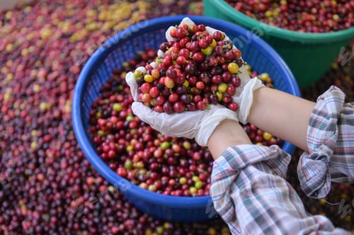 Preview: Red Coffee Cherry In Hand.Fresh coffee cherry beans background