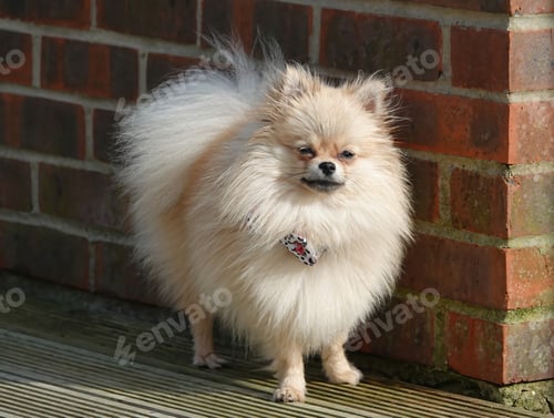 Preview: Closeup shot of a cute Pomeranian dog outdoors