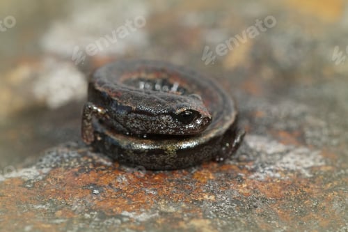 Preview: Closeup shot of a rolling up California slender salamander with bokeh background
