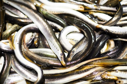 Preview: Long fishes background