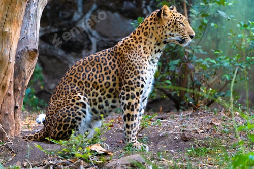 Preview: Beautiful and majestic leopard sitting in a natural grassy setting, surrounded by lush trees