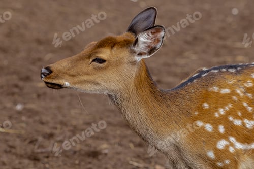 Preview: close-up portrait of a deer