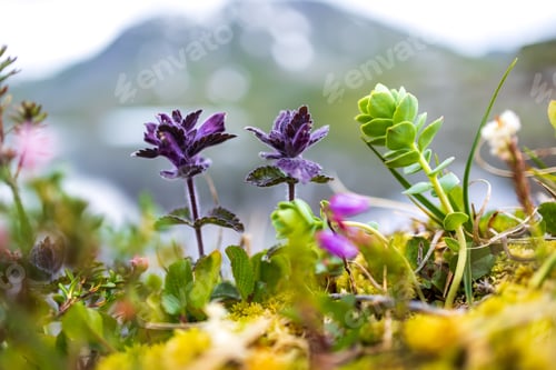 Preview: Colorful tundra wildflowers growing on a mossy tundra bank above Geirangerfjord in Norway