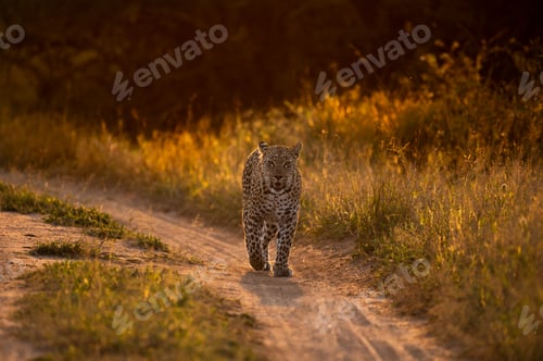 Preview: A leopard, Panthera pardus, walks along a road, backlit