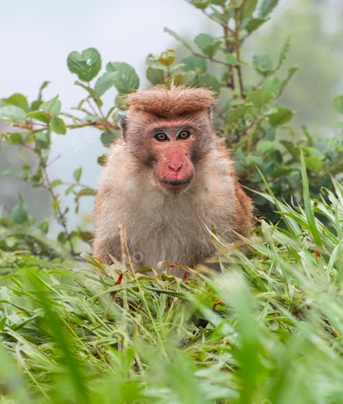 Preview: Toque macaque staring at the camera, the foggy steep slope behind him,
