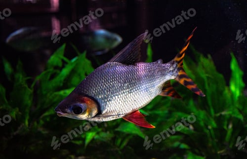 Preview: Shiny fish swimming inside the aquarium