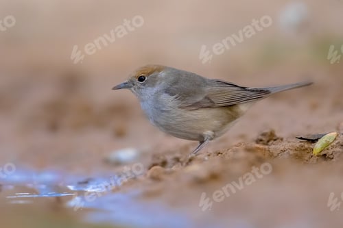 Preview: Female Eurasian blackcap