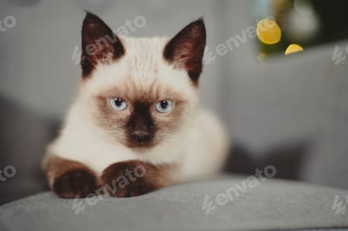 Preview: Siamese cat portrait on a grey sofa,