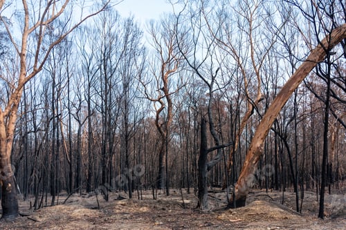 Preview: View of burnt trees damaged by the fire during the Australian bushfire