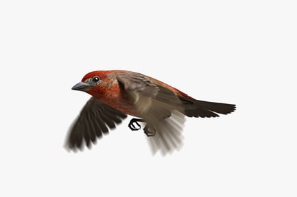 Preview: Flying Animated House Finch