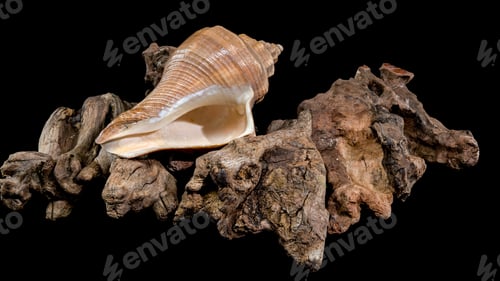 Preview: Hemifusus Tuba Shell on Driftwood