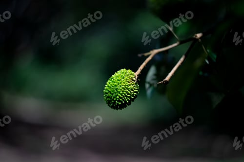 Preview: Unripe Pulasan fruit (Nephelium ramboutan-ake) a tropical fruit same family as rambutan