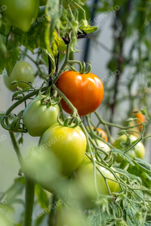 Preview: Red, ripe and green large tomatoes on a bush in a greenhouse.