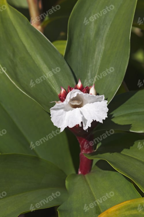 Preview: Bitter Ginger (Zingiber Zerumbet). Called Awapuhi, Shampoo Ginger And Pinecone Ginger Also
