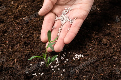 Preview: Woman fertilizing plant in soil, closeup. Gardening season