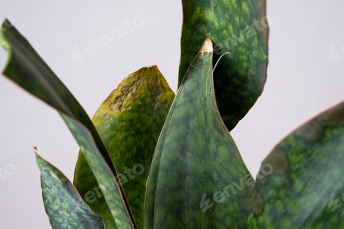 Preview: Problems of growing sansevieria, fungus on leaves, infection, yellow leaves, root rot