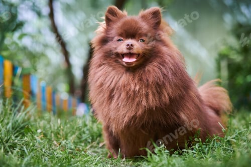 Preview: Pomeranian Spitz brown dog in garden