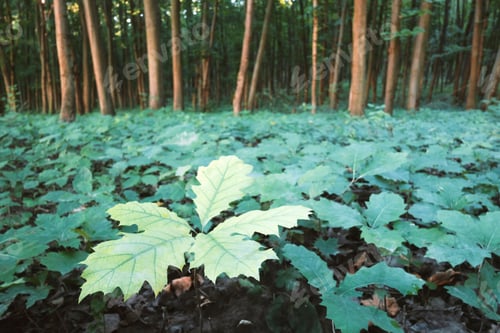 Preview: Young oak stree seedlings in oak forest
