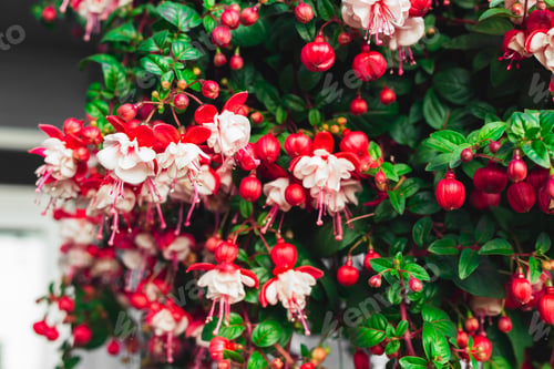 Preview: Fuchsia Magellanica Flower Blooming in the Garden