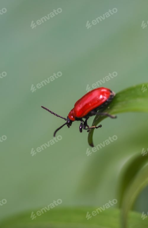 Preview: scarlet lily beetle on green leaf