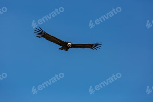 Preview: Condor