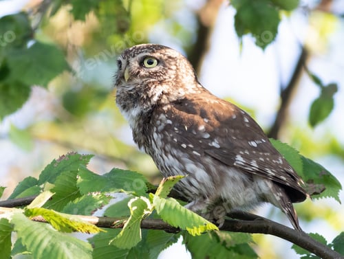 Preview: Little owl, Athene noctua. A bird sits on a branch