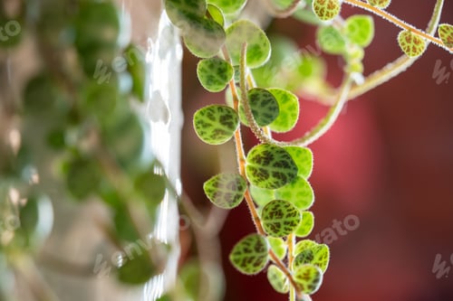 Preview: Close-up of Peperomia Prostrata string of turtles trailing houseplant in flower pot at home