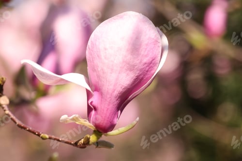 Preview: Beautiful magnolia tree with pink blossom outdoors, closeup. Spring season